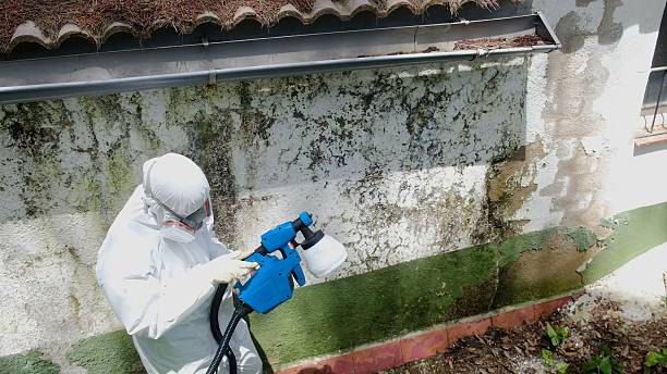Top rated local Basement Mold Removal specialists in Port Trevorton, PA